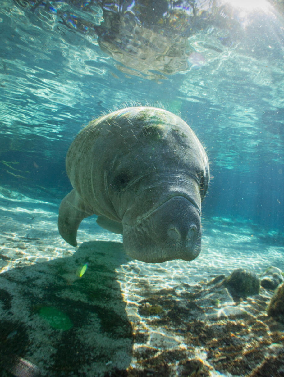 Manatee Under Water